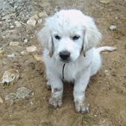 Golden retriever Rocko