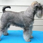 Dvaergschnauzer Una