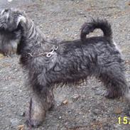 Dvaergschnauzer Una