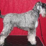 Dvaergschnauzer Una