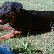 Rottweiler tiki