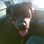 Rottweiler tiki