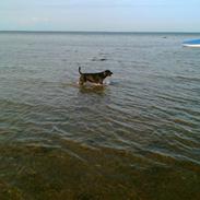 Rottweiler tiki