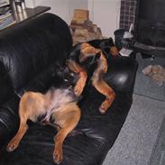 Rottweiler tiki