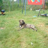 Dogo canario Leonardo (R.I.P)