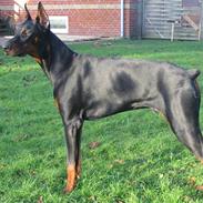 Dobermann Zippo