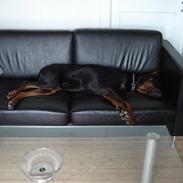 Dobermann Zippo