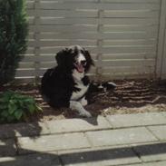 Border collie Mulle DØD