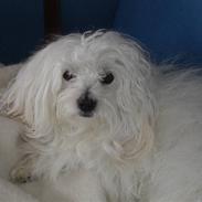 Coton de tulear Mingo
