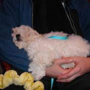 Coton de tulear Mingo