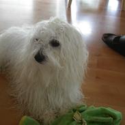 Coton de tulear Mingo