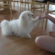 Coton de tulear Mingo