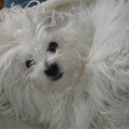 Coton de tulear Mingo