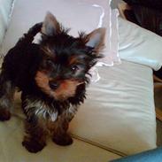 Yorkshire terrier Alfred