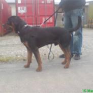 Rottweiler Zaiko