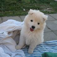 Japansk spids Aya aka Aysen Nicolaisen