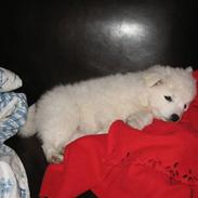 Japansk spids Aya aka Aysen Nicolaisen