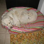 Japansk spids Aya aka Aysen Nicolaisen