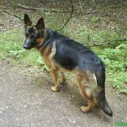 Schæferhund Snesteds James