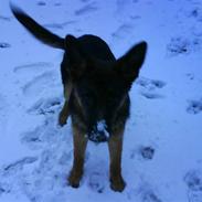 Schæferhund Snesteds James