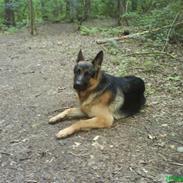 Schæferhund Snesteds James