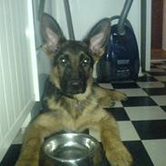 Schæferhund Snesteds James