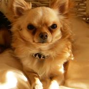 Chihuahua      *Ronaldo*