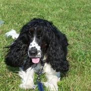 Cocker spaniel Ludvig