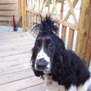 Cocker spaniel Ludvig