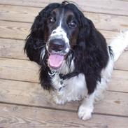 Cocker spaniel Ludvig