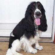Cocker spaniel Ludvig