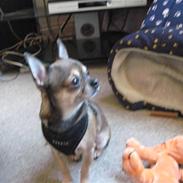 Chihuahua Lillepuslings Hr. Simba