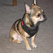 Chihuahua Lillepuslings Hr. Simba
