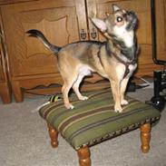 Chihuahua Lillepuslings Hr. Simba