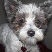 Blanding af racer Fiona