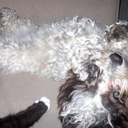 Blanding af racer Fiona