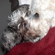 Blanding af racer Fiona