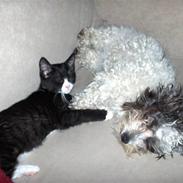 Blanding af racer Fiona