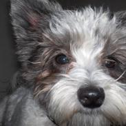 Blanding af racer Fiona