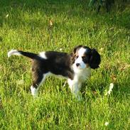 Cavalier king charles spaniel Luna