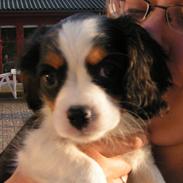 Cavalier king charles spaniel Luna