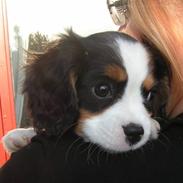 Cavalier king charles spaniel Luna