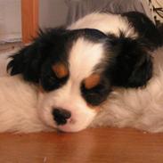 Cavalier king charles spaniel Luna