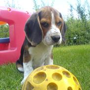 Beagle Bufas