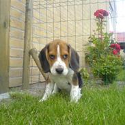 Beagle Bufas