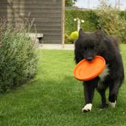 Islandsk fårehund Balder