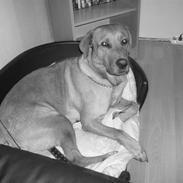 Labrador retriever sonick