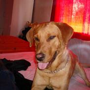 Labrador retriever sonick