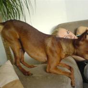 Dvaergpinscher Snoopy 