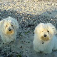 Coton de tulear Basil (Hundehimlen tog imod ham d. 18.03.2014)